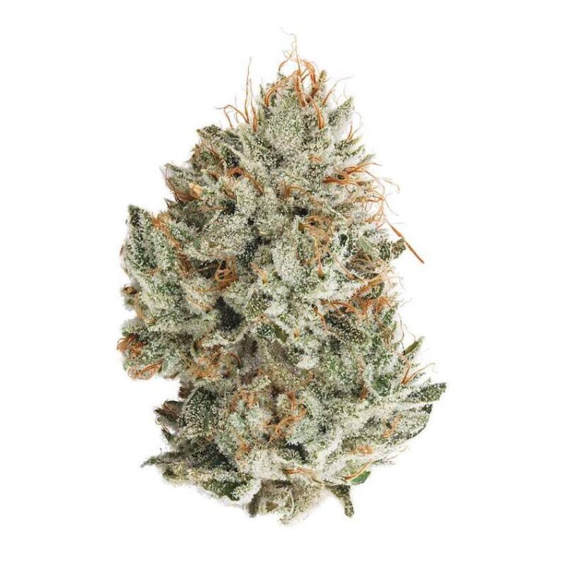 craziegluestrain