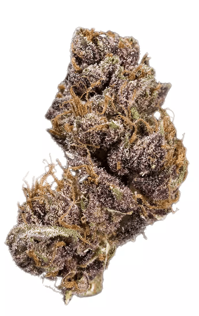 BLACK DOMINA - Indica (AAA)