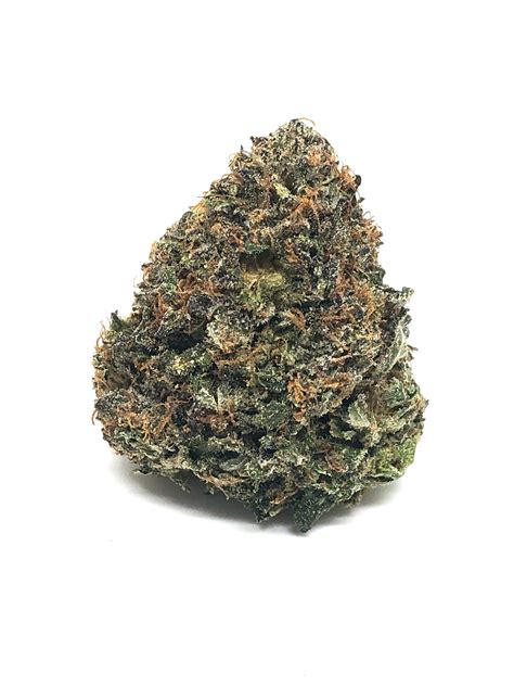 BLACK TUNA STRAIN - Hybrid (AA)