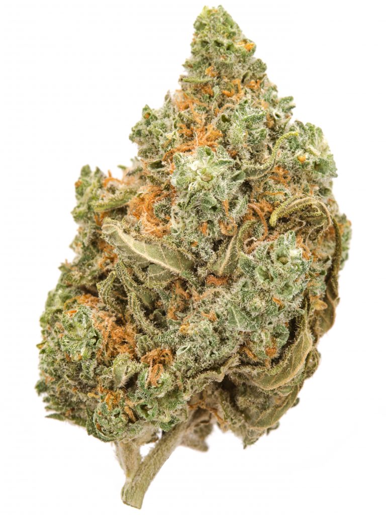 AMNESIA STRAIN - Sativa (AA)