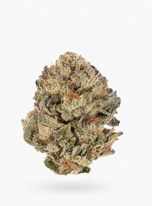POLARIS BLUE - Indica (AAA+)
