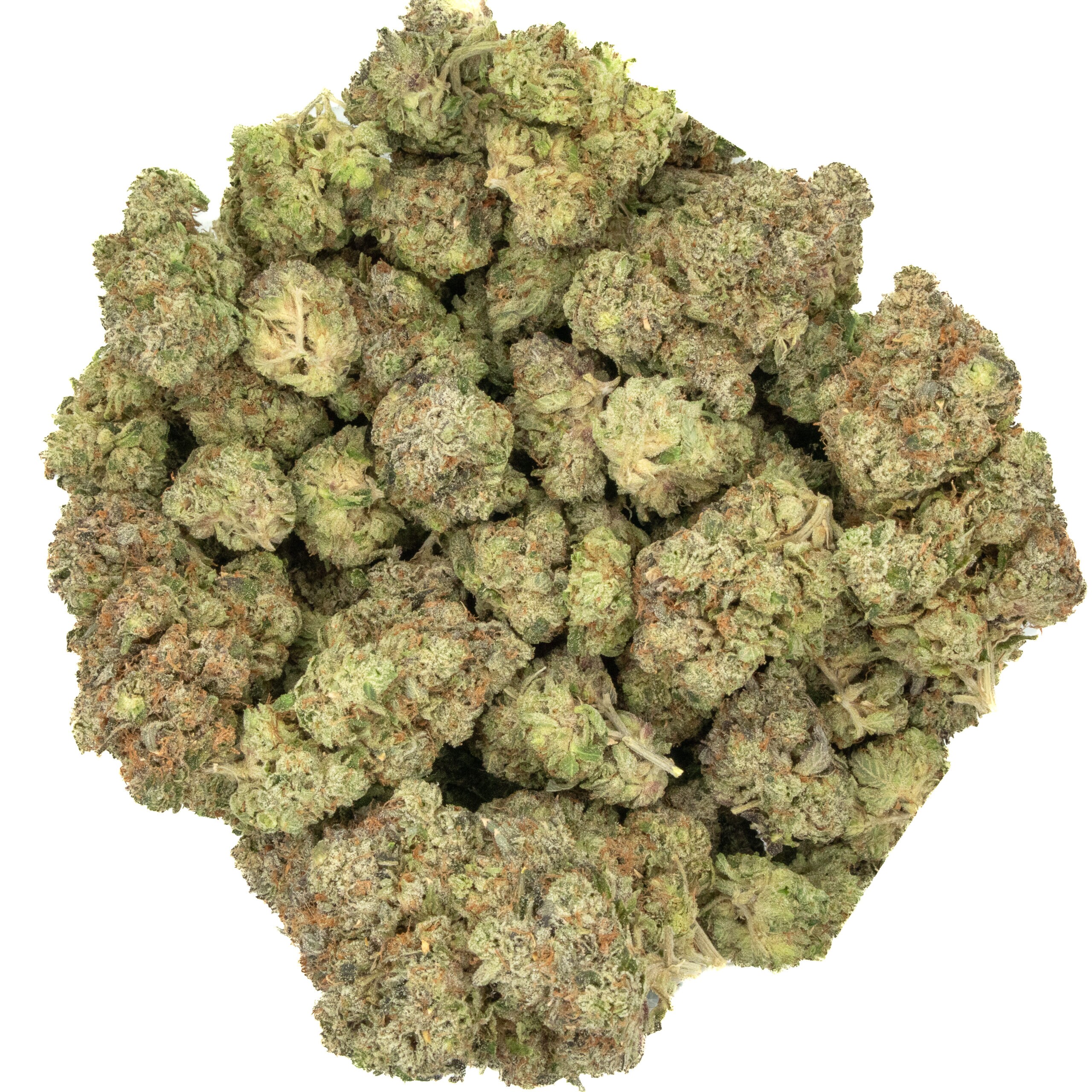 MASTER HAMMER - Indica (AAAA) - Image 2