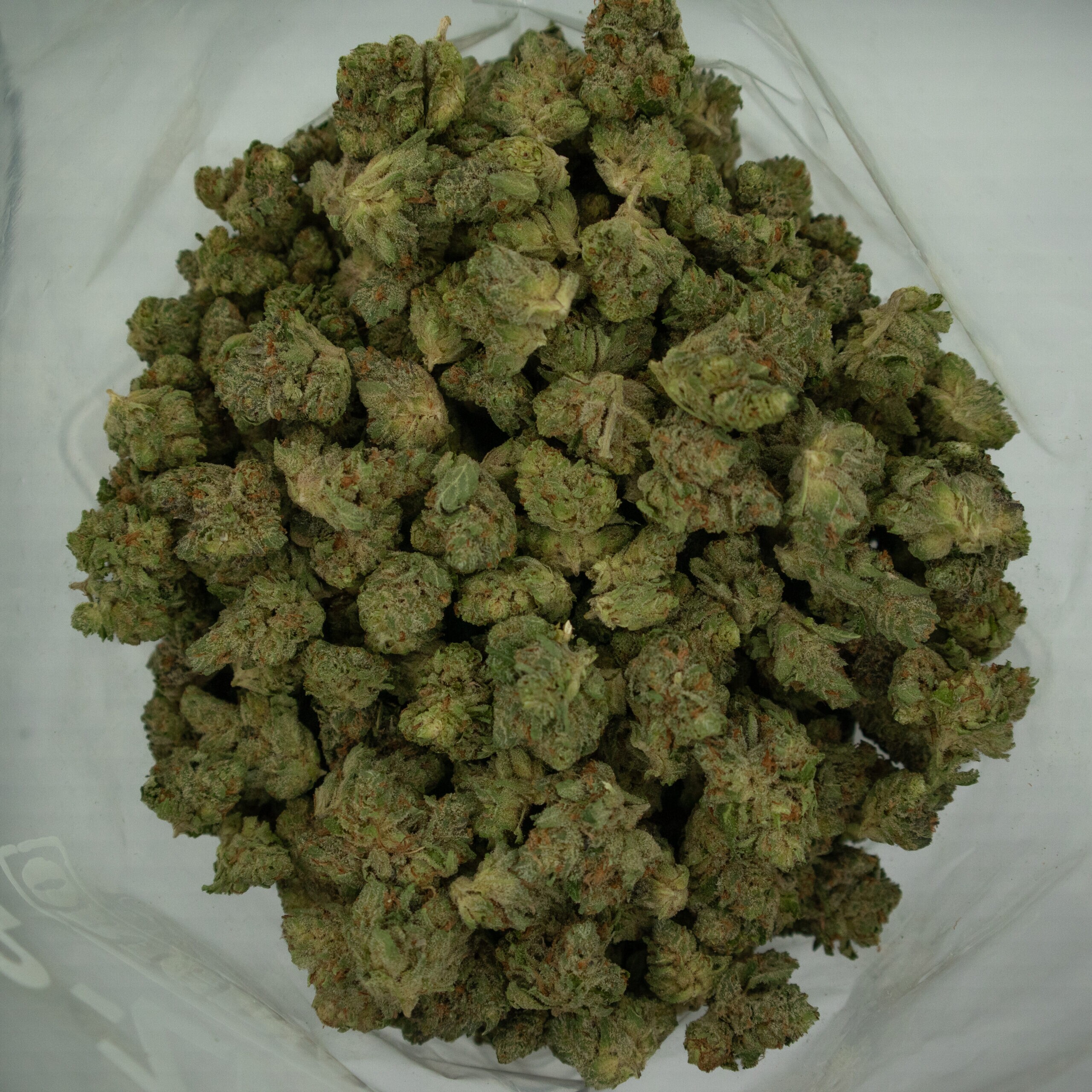 PINE TAR - Indica (AAA+) (Craft Cannabis) - Image 3