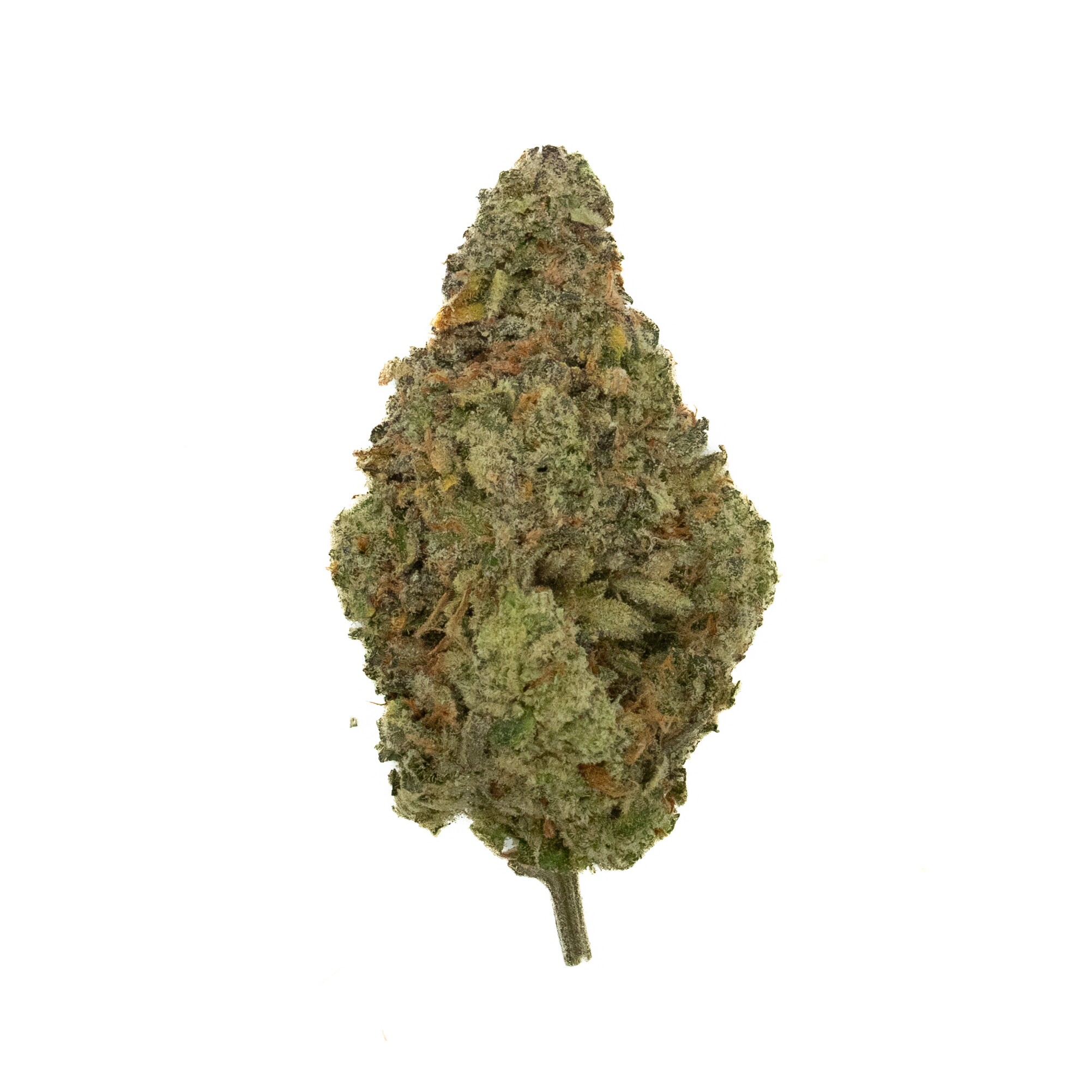BLACKOUT BOBBY - Hybrid (AAA+)