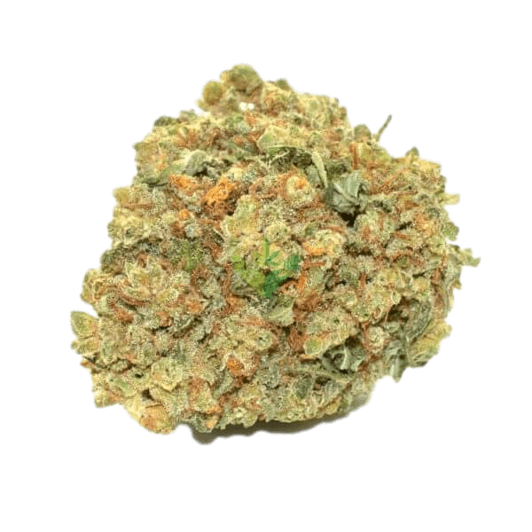 MOBY DICK STRAIN - Sativa (AA)