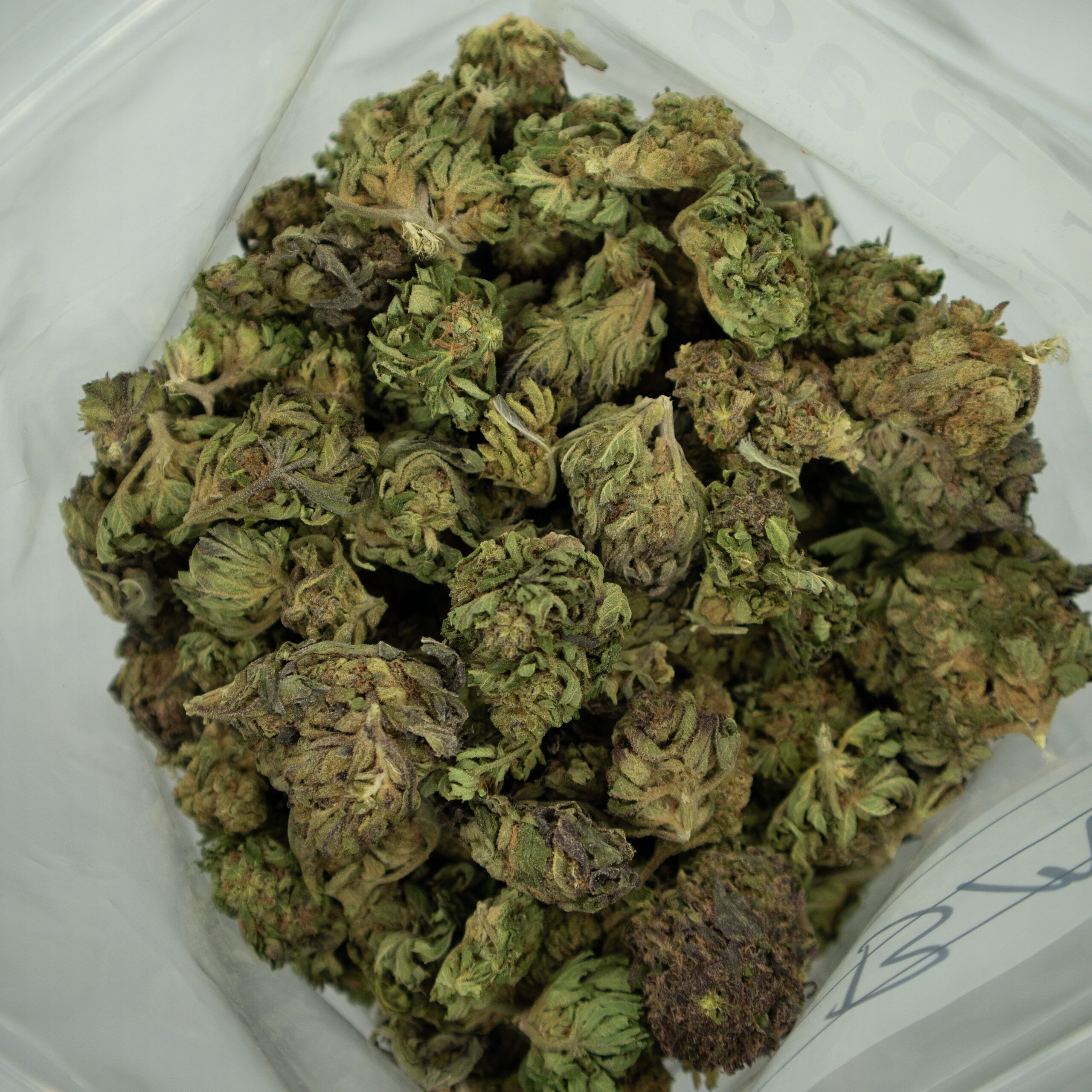 A close-up of FRUITY PEBBLEZ - Hybrid (A+) cannabis buds, showing shades of green with hints of purple, inside a clear plastic bag. Fruity Pebbles Strain Canada