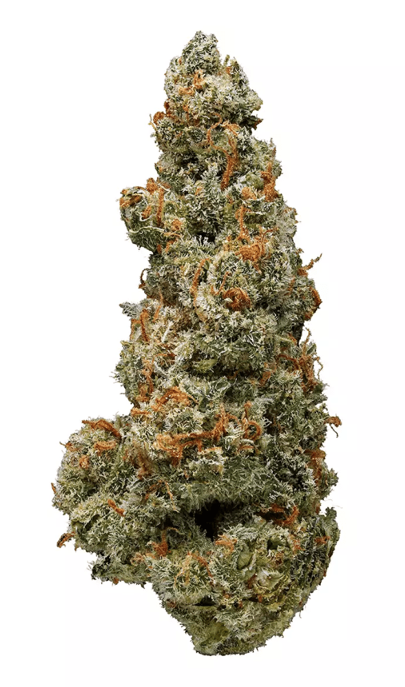JACK FROST - Hybrid (AAA)