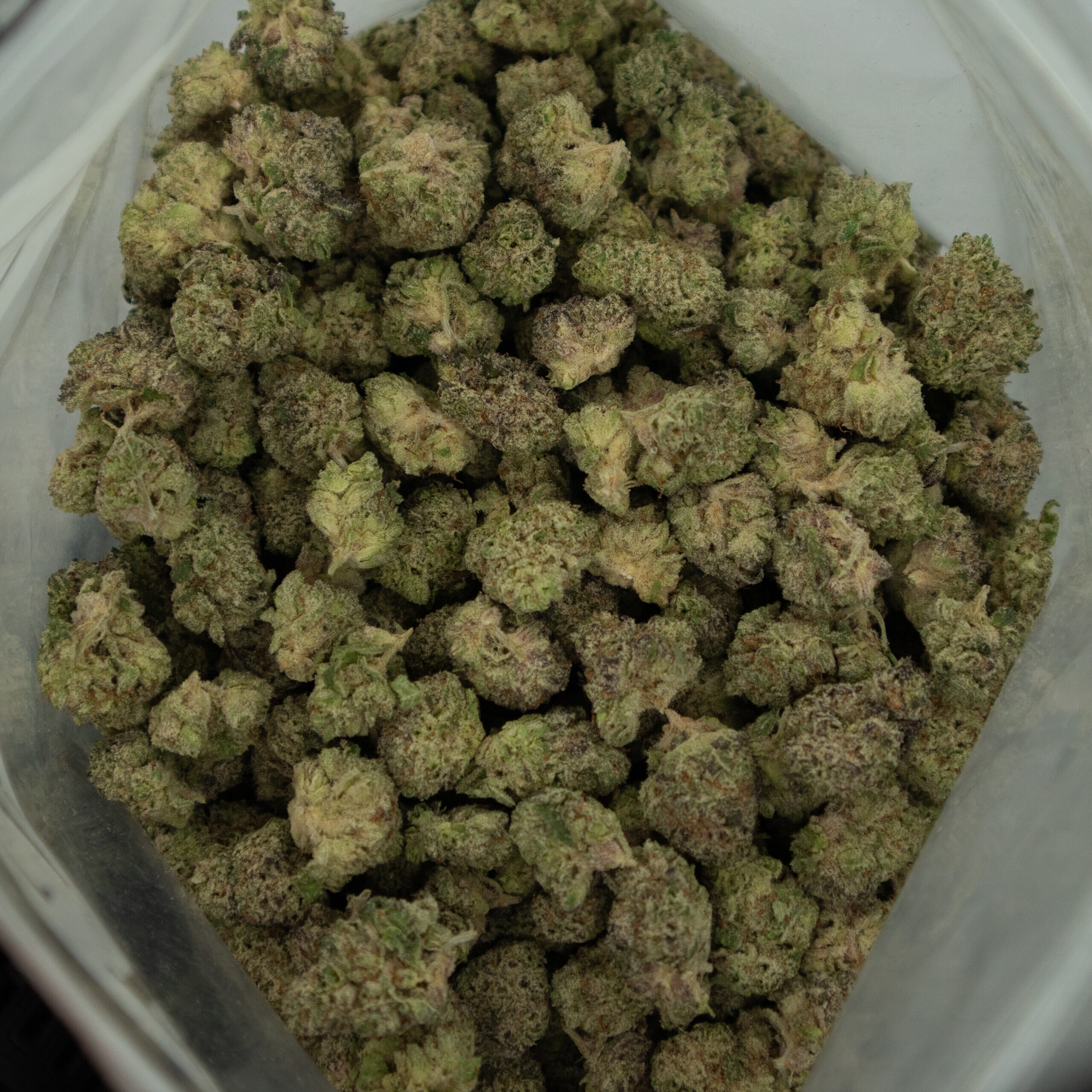 BANANA CREAM OG - Hybrid (AAA+) - Image 2