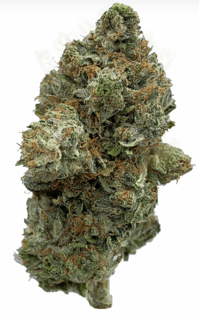 LINDSAY OG - Hybrid (A+)
