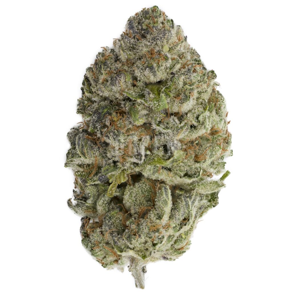 BLUEFIN TUNA STRAIN- Hybrid (AA+)